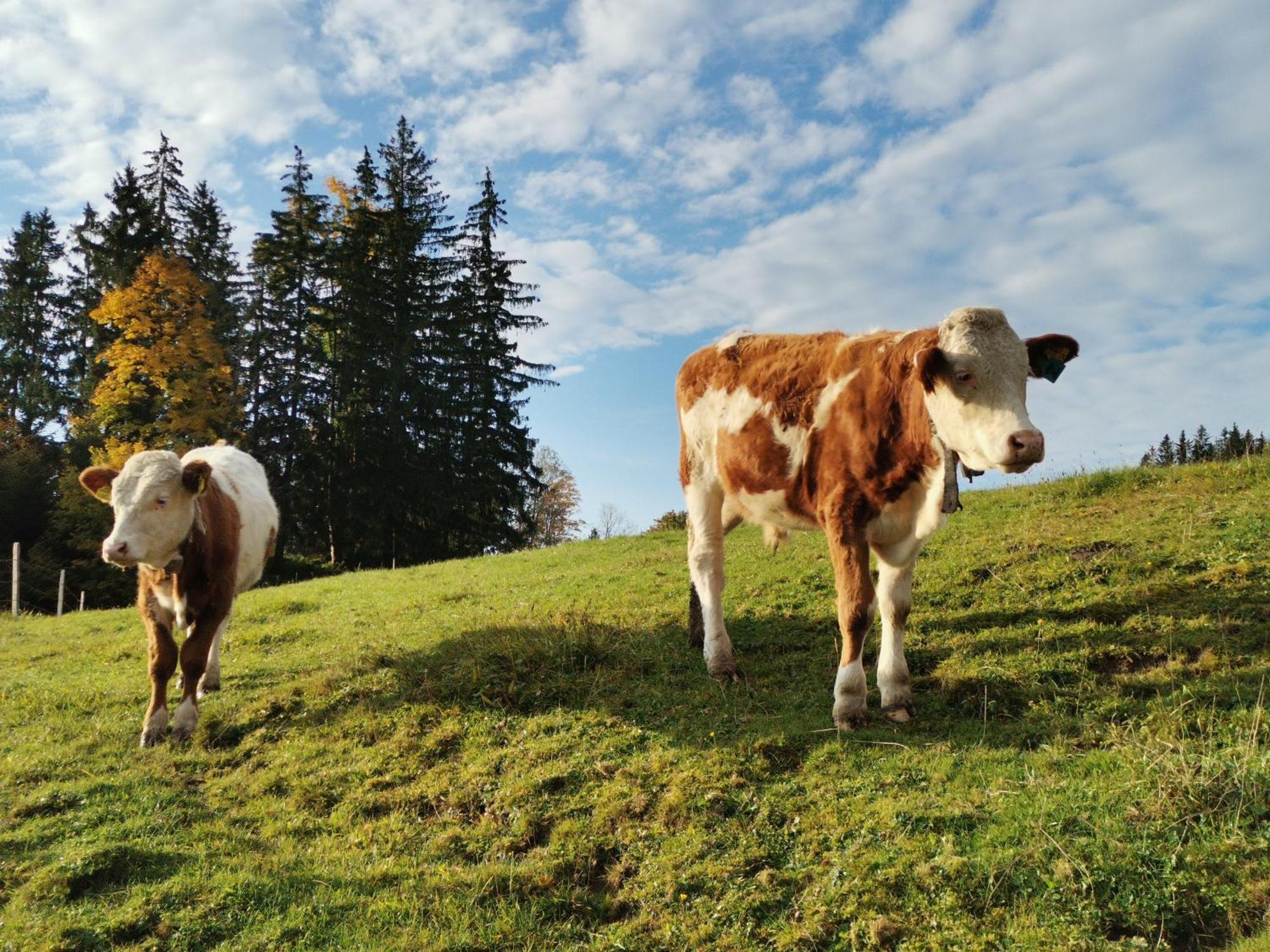 Ferienhaus Zwickelreith Göstling an der Ybbs Exteriér fotografie